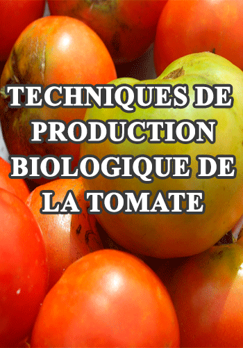 Lire la suite à propos de l’article Fiche technique de la tomate