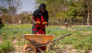Lire la suite à propos de l’article L’Agroécologie : Une Voie Prometteuse pour Éradiquer la Faim dans le Monde